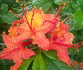 Blooming rhododendron HD picture