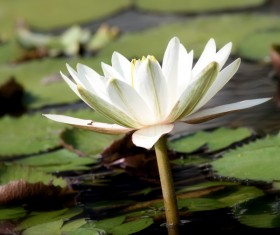 Blooming white sleeping lotus flower Stock Photo 01