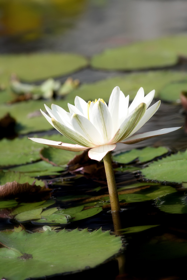 Blooming white sleeping lotus flower Stock Photo 01