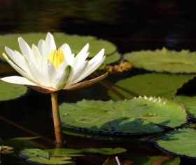 Blooming white sleeping lotus flower Stock Photo 02