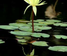 Blooming yellow sleeping lotus flower Stock Photo