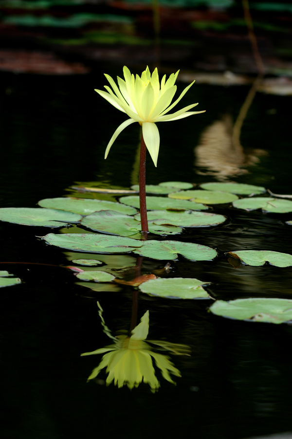 Blooming yellow sleeping lotus flower Stock Photo