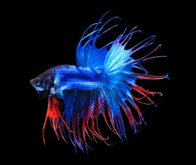 Blue Betta splendens Stock Photo 01