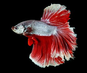 Blue Betta splendens Stock Photo 02