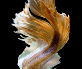 Blue Betta splendens Stock Photo 03