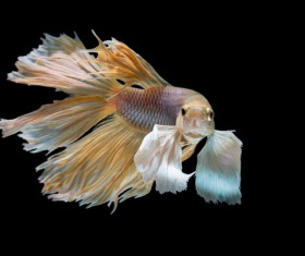Blue Betta splendens Stock Photo 04
