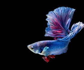 Blue Betta splendens Stock Photo 05
