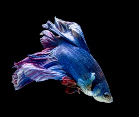 Blue Betta splendens Stock Photo 06