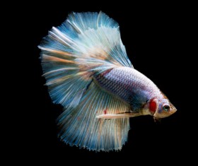 Blue Betta splendens Stock Photo 07