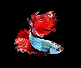 Blue Betta splendens Stock Photo 08