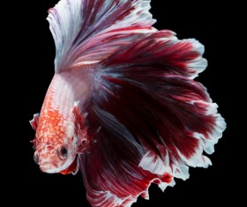 Blue Betta splendens Stock Photo 09