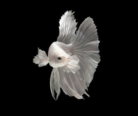 Blue Betta splendens Stock Photo 10