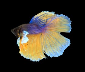 Blue Betta splendens Stock Photo 11