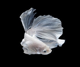 Blue Betta splendens Stock Photo 12