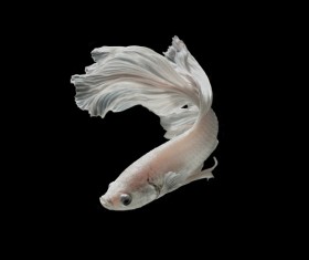 Blue Betta splendens Stock Photo 13