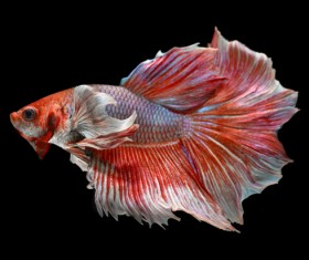 Blue Betta splendens Stock Photo 14