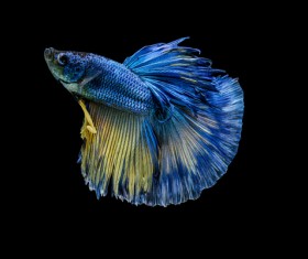 Blue Betta splendens Stock Photo 15