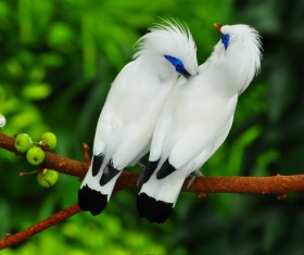 Branches on a pair of white birds Stock Photo