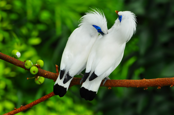 Branches on a pair of white birds Stock Photo