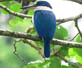 Branches on the blue bird HD picture
