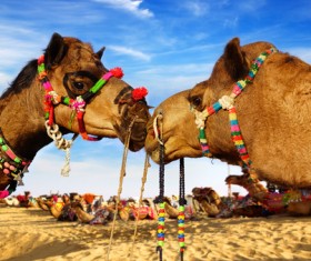 Camel Stock Photo 01