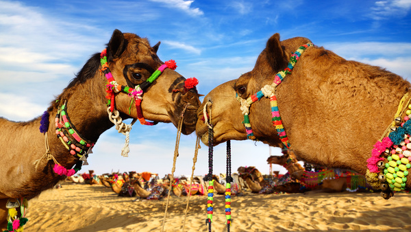 Camel Stock Photo 01
