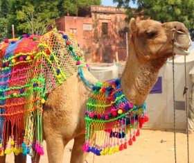 Camel Stock Photo 02