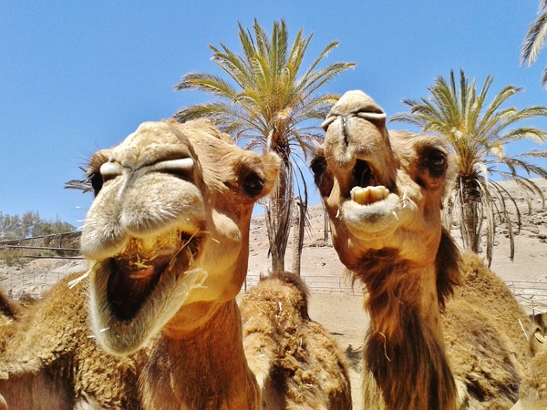 Camel Stock Photo 03