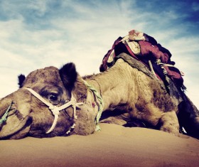 Camel Stock Photo 04