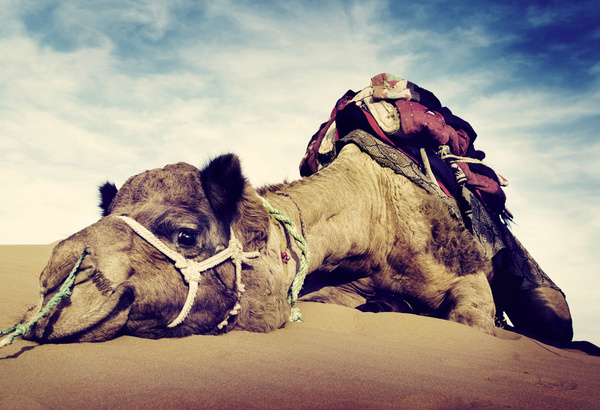 Camel Stock Photo 04