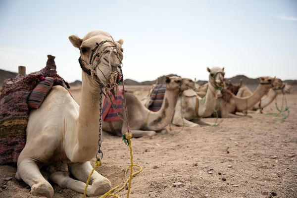 Camel Stock Photo 09