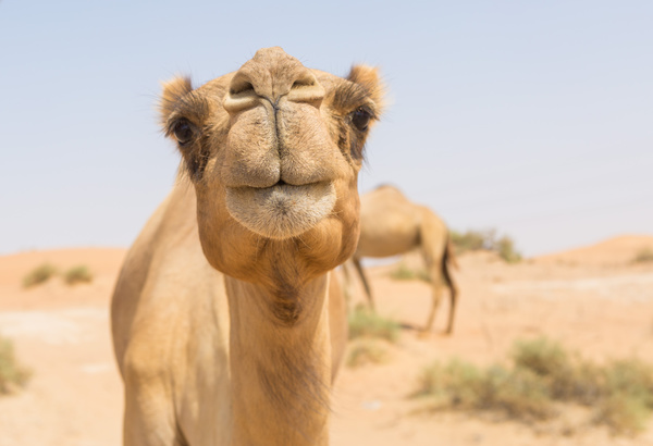 Camel Stock Photo 10