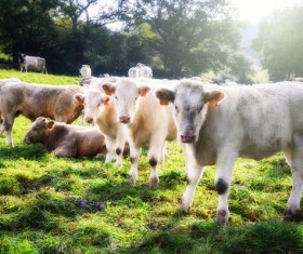 Cattle ranch Stock Photo