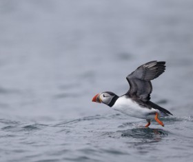 Cerorhinca monocerata Stock Photo 01