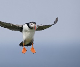 Cerorhinca monocerata Stock Photo 03