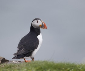 Cerorhinca monocerata Stock Photo 04