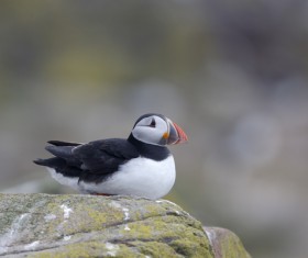 Cerorhinca monocerata Stock Photo 05