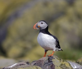 Cerorhinca monocerata Stock Photo 06