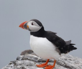 Cerorhinca monocerata Stock Photo 07