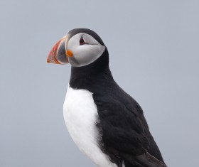 Cerorhinca monocerata Stock Photo 08