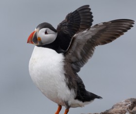 Cerorhinca monocerata Stock Photo 09