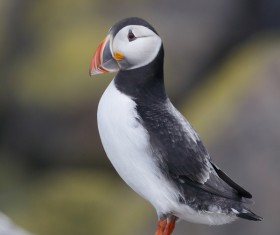 Cerorhinca monocerata Stock Photo 10