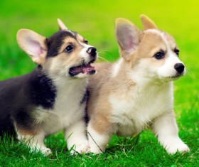Corgi HD picture