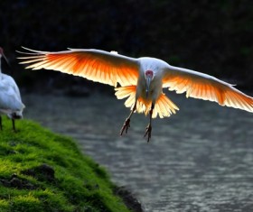 Crested Ibis HD picture