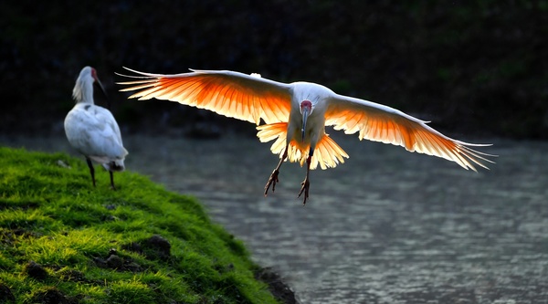Crested Ibis HD picture