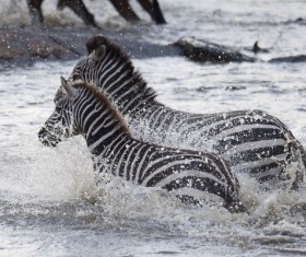 Cross the river zebra Stock Photo 01