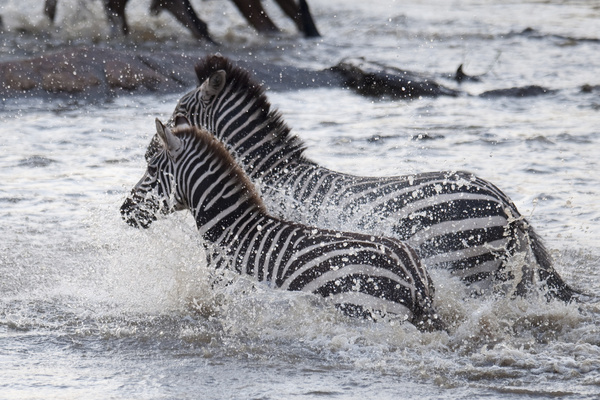 Cross the river zebra Stock Photo 01