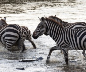Cross the river zebra Stock Photo 02