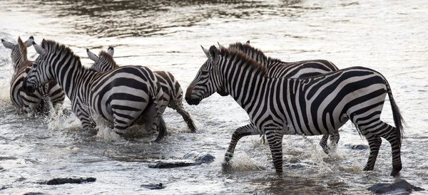 Cross the river zebra Stock Photo 02