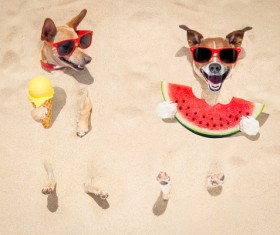 Cute dog on the beach Stock Photo